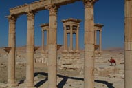 Camel behind collonades, Palmyra.